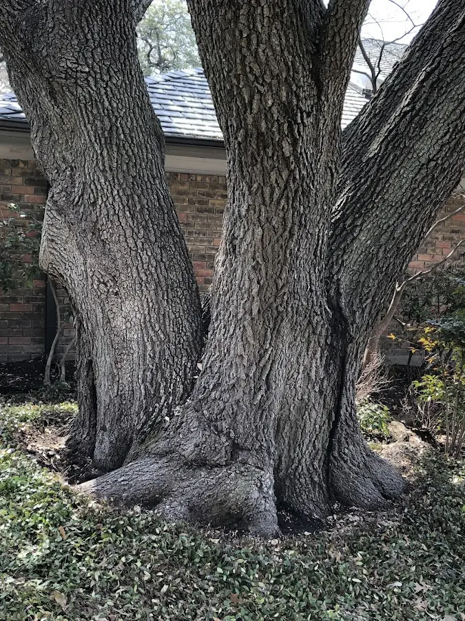Mature heritage tree close to a Marysville property cared for by certified arborists